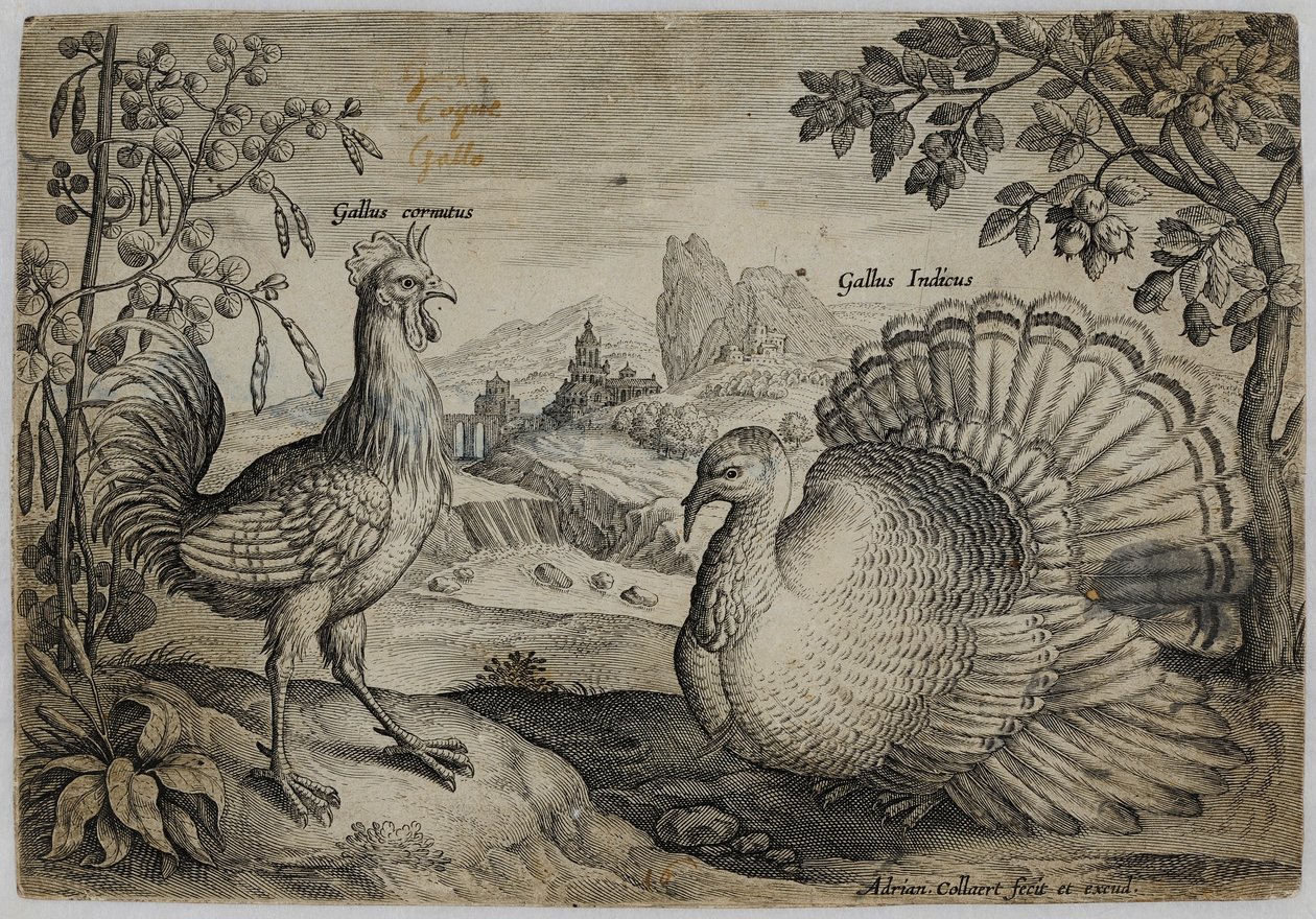 Eski Usta Gravür by Adriaen Collaert