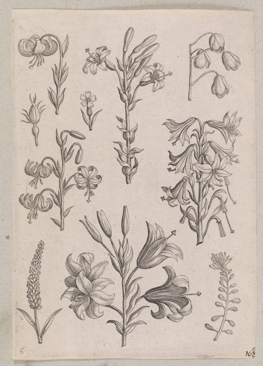 zambaklar by Adriaen Collaert
