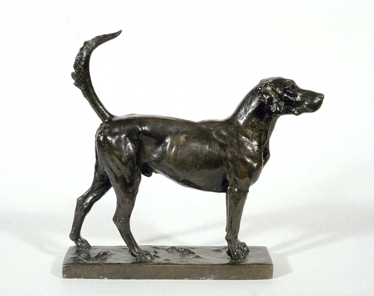 Hound 