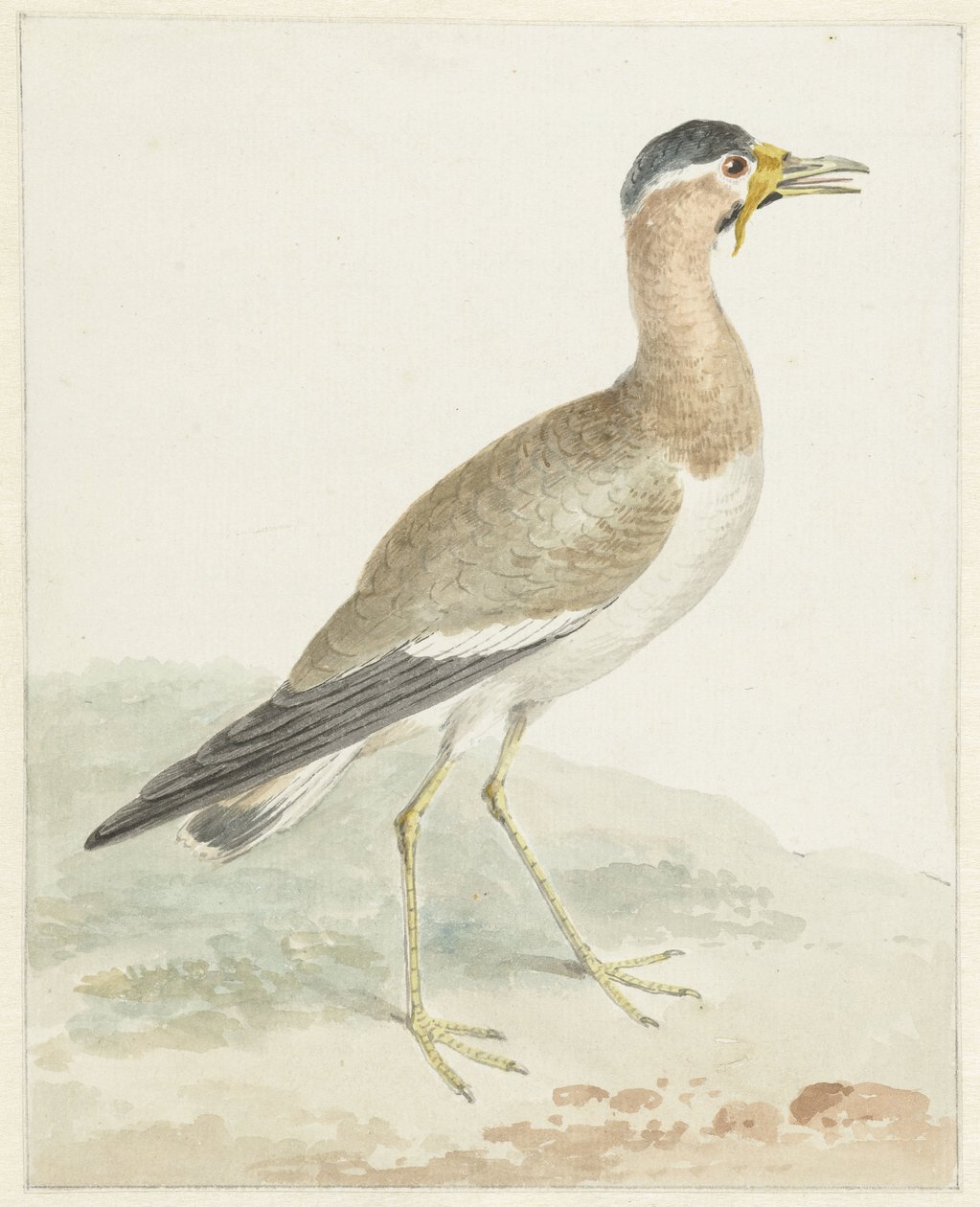 Sarı gerdanlı bir kız kuşu by Aert Schouman (possibly)