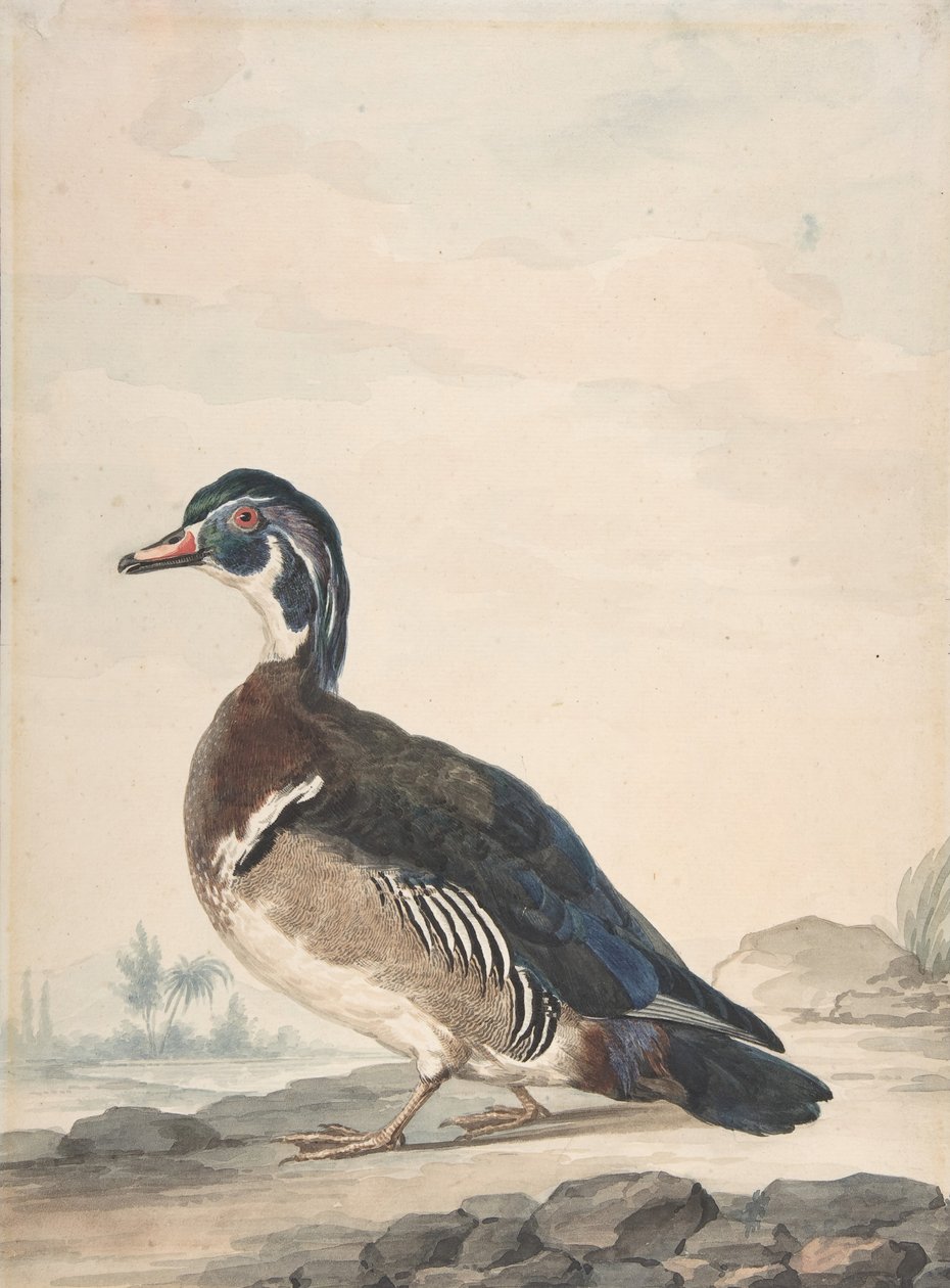 Bir Ördek, 1725-92. by Aert Schouman