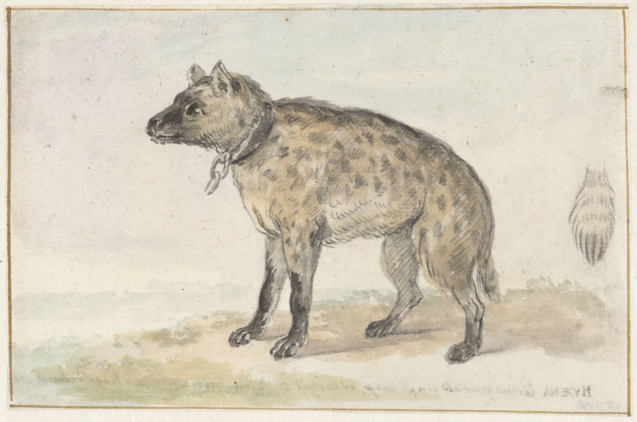 benekli sırtlan by Aert Schouman