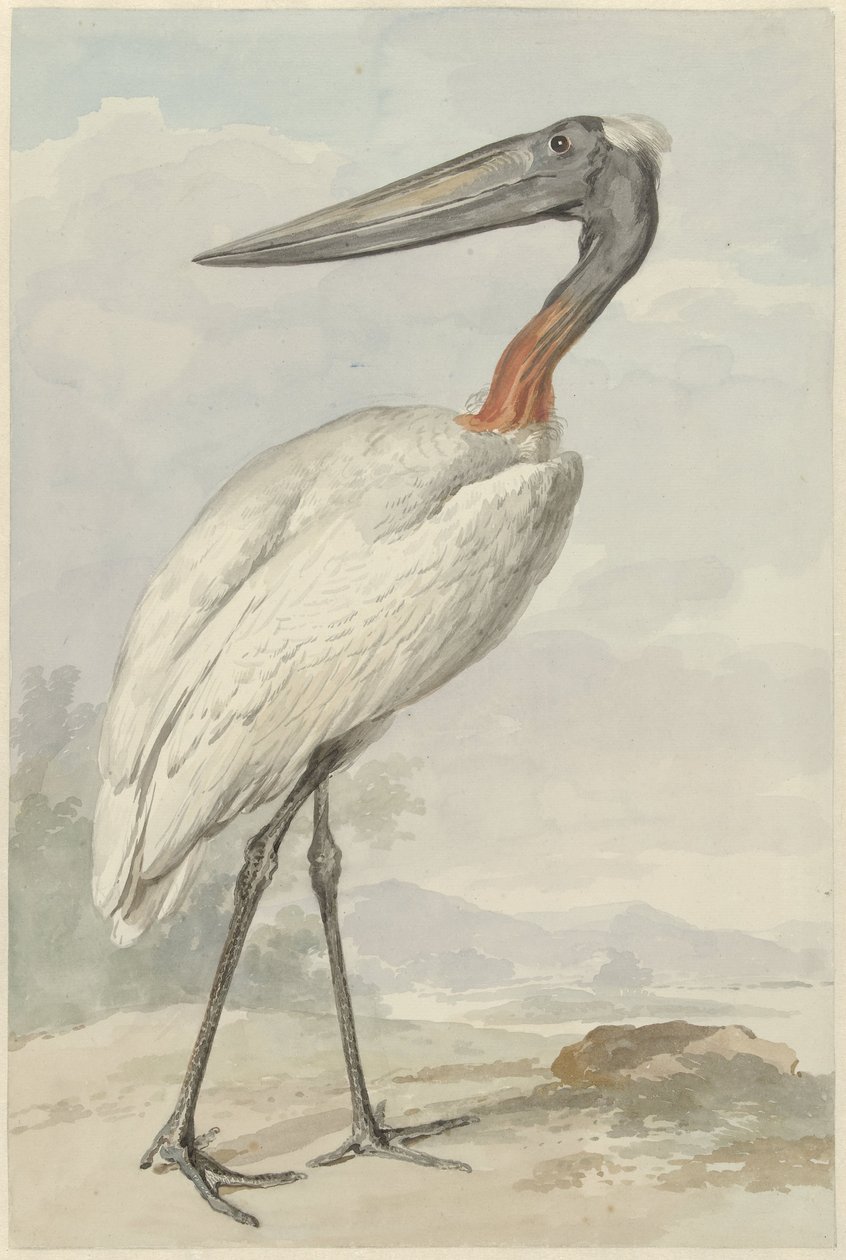 Jabiroe (Jabiroe mycteria) by Aert Schouman