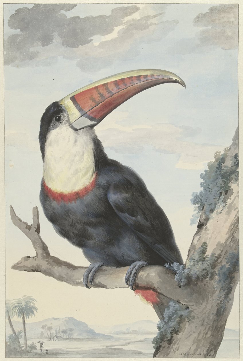 Kırmızı gagalı Toucan by Aert Schouman