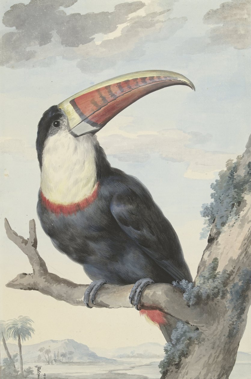 Kırmızı gagalı Toucan, 1748 by Aert Schouman