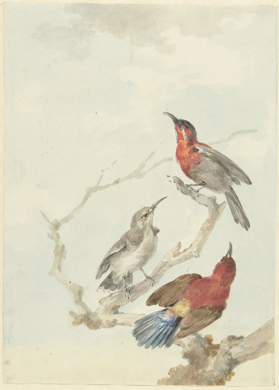 Üç Kızıl Güneş Kuşu by Aert Schouman