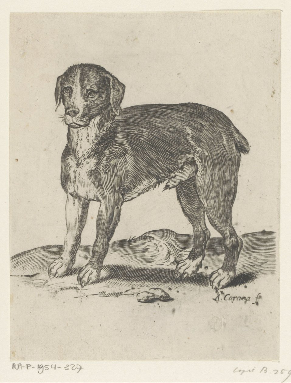 ayakta köpek by Agostino Carracci