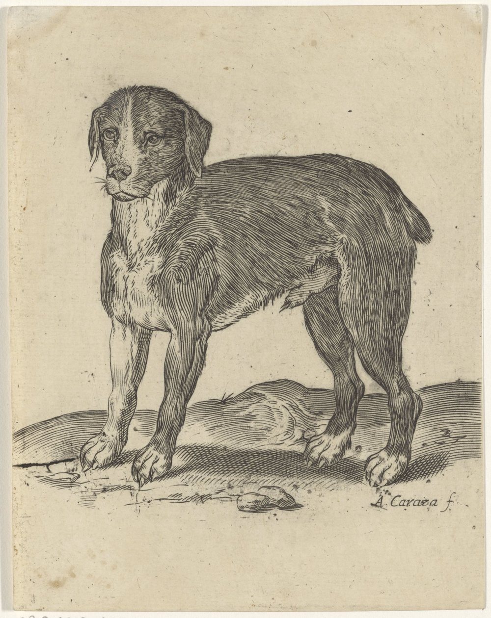 ayakta köpek by Agostino Carracci