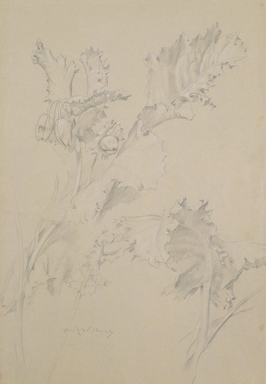 Haşhaş Yaprağı (kağıt üzerine kalem ve tebeşir) by Albert Williams