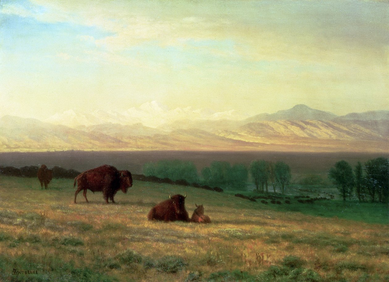 Bufalo on the Plains, 1890 dolayları by Albert Bierstadt
