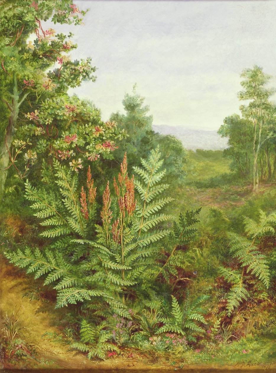 Hanımeli ve eğrelti otları by Albert Durer Lucas