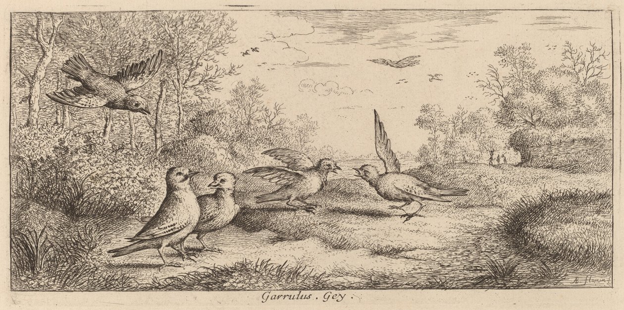 Garrulus, Jay by Albert Flamen