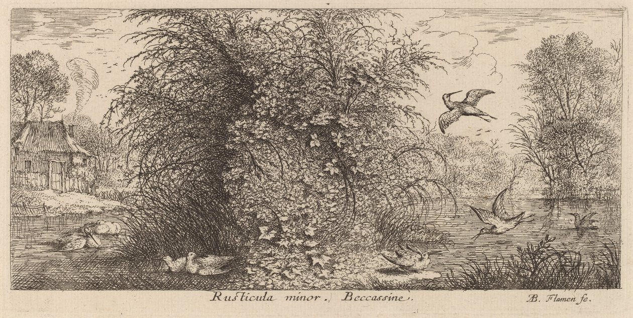 Rusticula minör, Su çulluğu by Albert Flamen