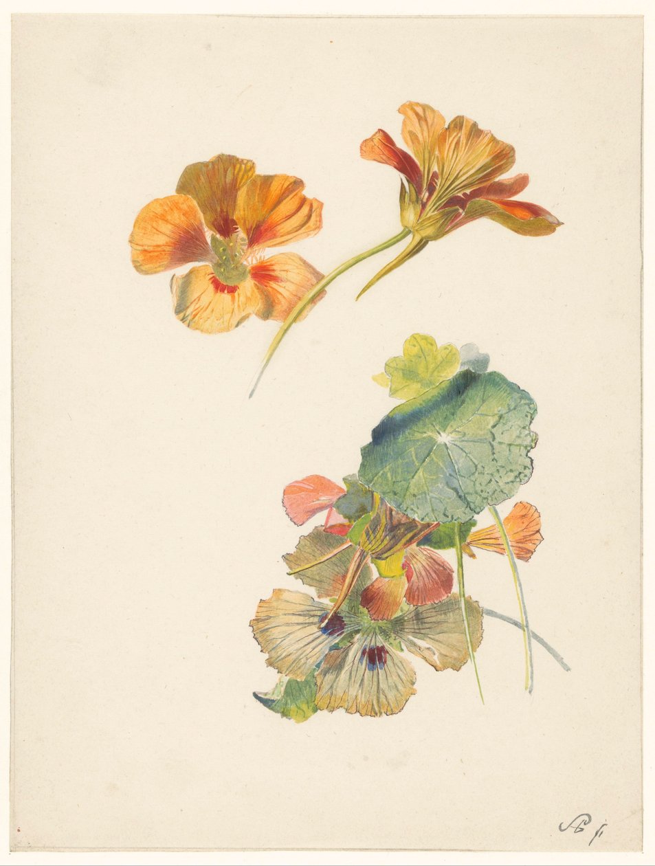 Nasturtiums ile çalışma sayfası by Albertus Steenbergen