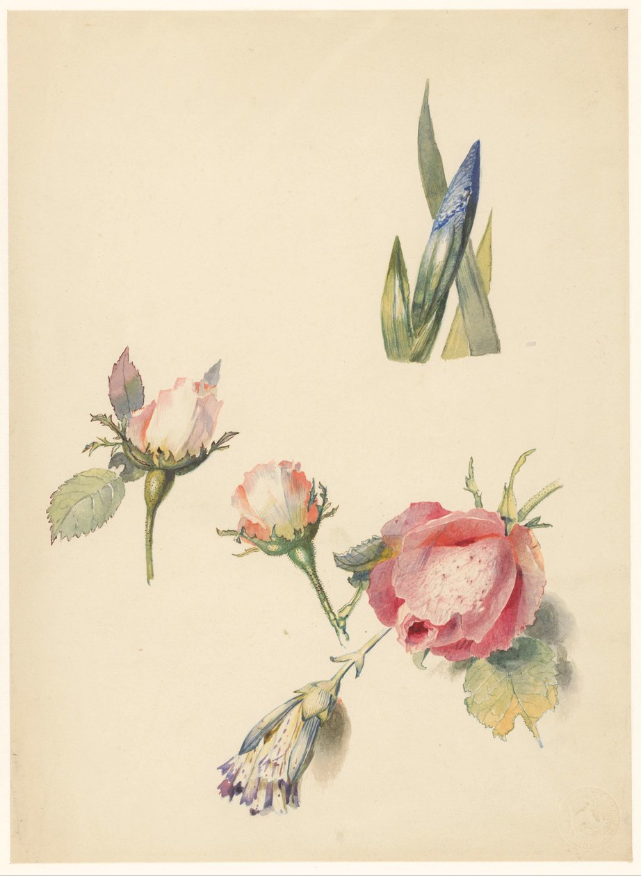 Üç gül ve bir iris ile çalışma sayfası by Albertus Steenbergen
