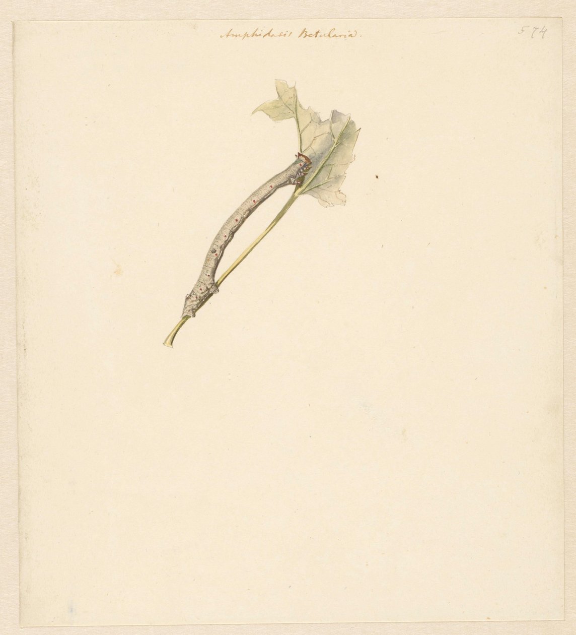 Tırtıllı çalışma sayfası, Amphidasis Betularia by Albertus Steenbergen