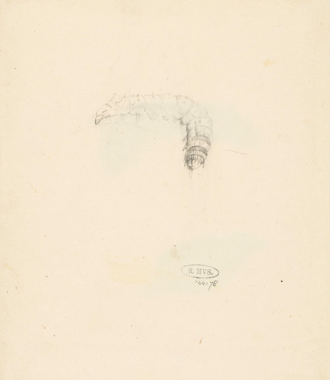 Tırtıllı çalışma sayfası, Lasiocampa Quireifolia by Albertus Steenbergen