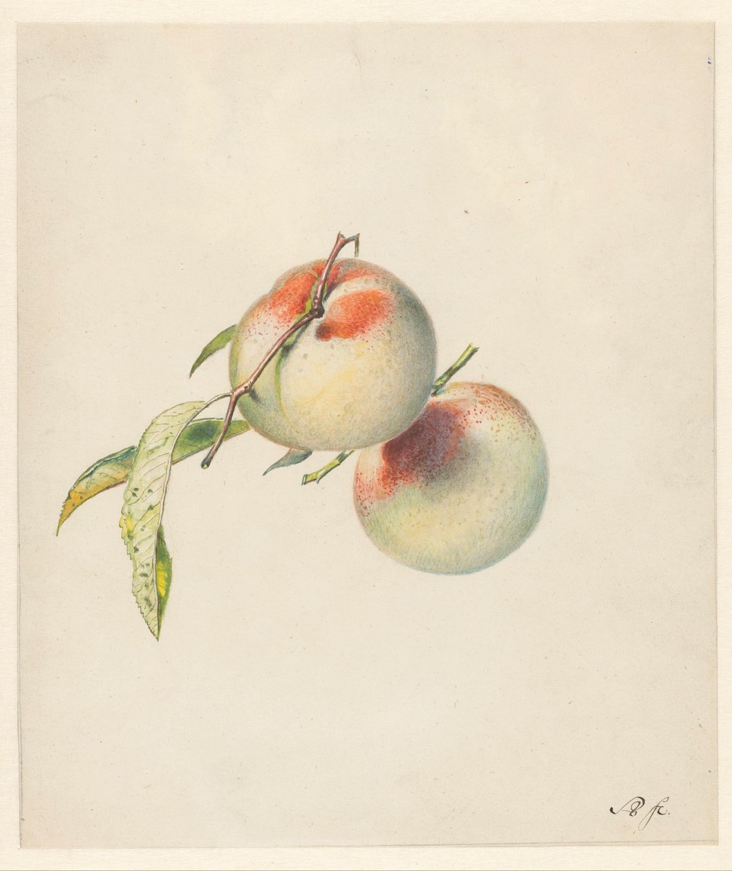 Saplarında iki şeftali by Albertus Steenbergen