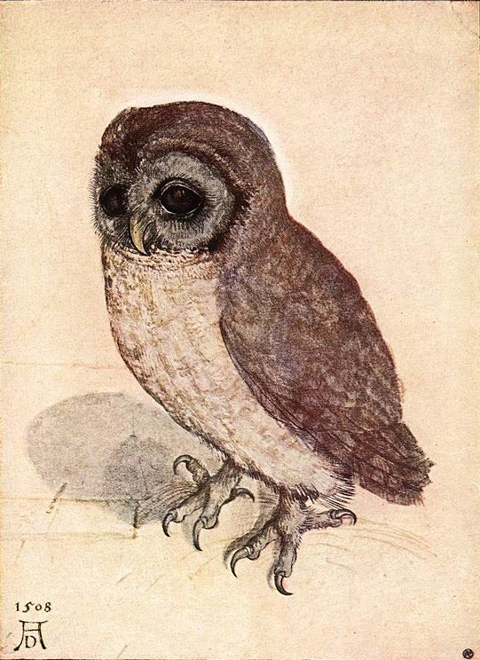 Küçük baykuş by Albrecht Dürer