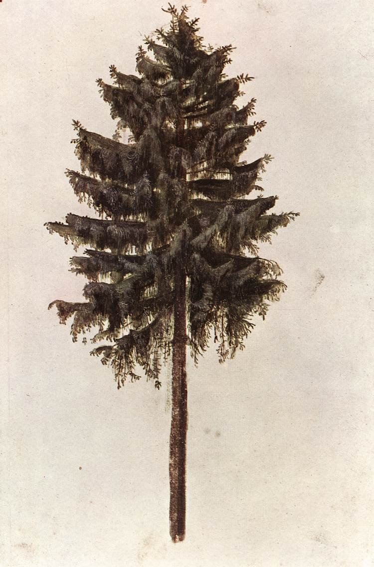 Picea abies ağacı by Albrecht Dürer