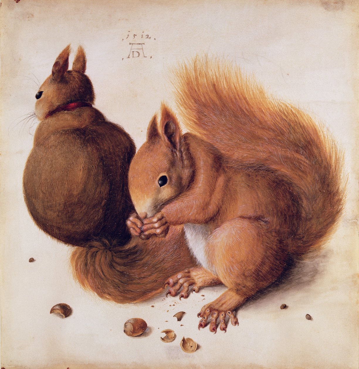 Sincaplar, 1512 (parşömen üzerine tempera) by Albrecht Dürer