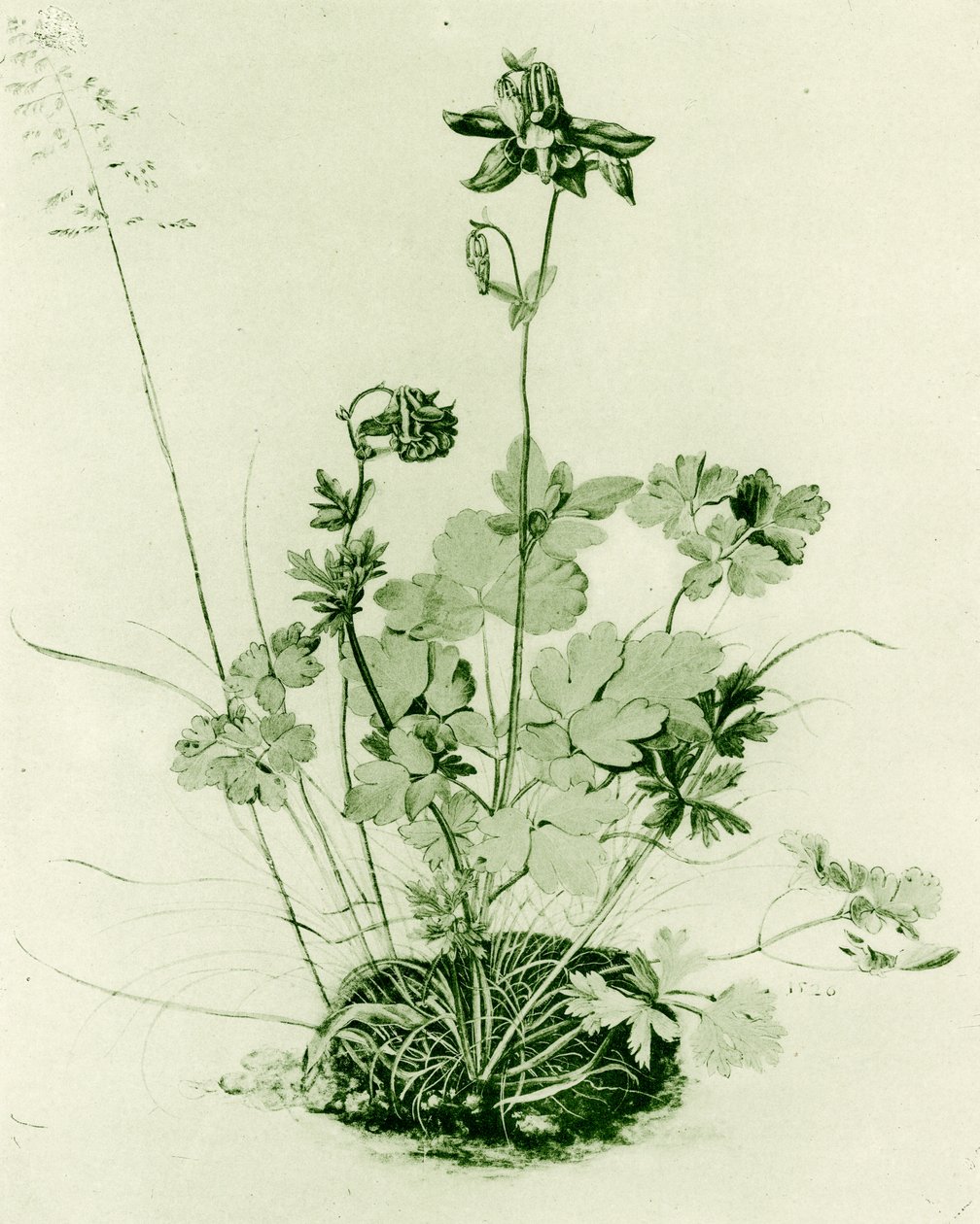 Kolombin by Albrecht Dürer
