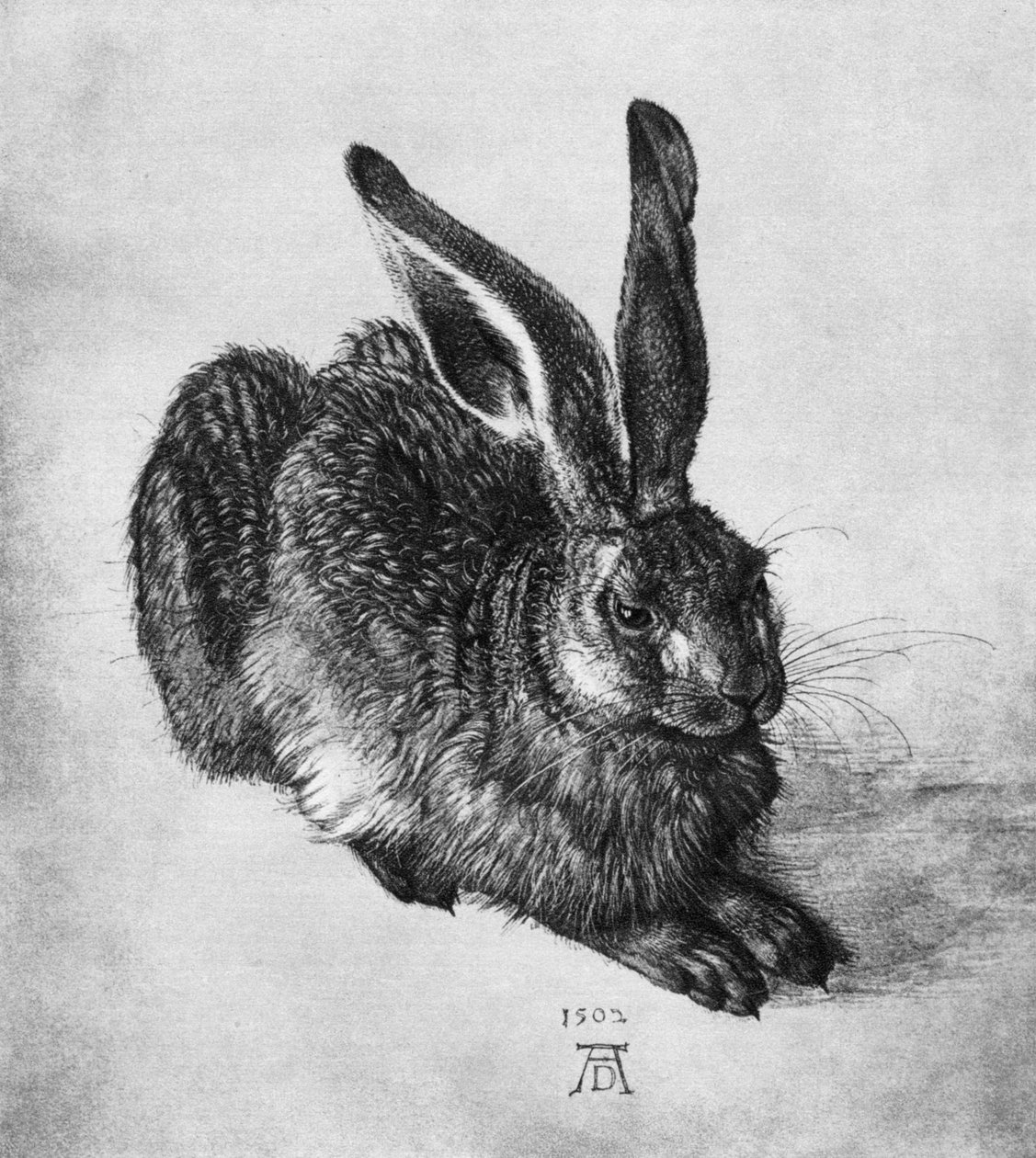 Tavşan, 1502, 1936 by Albrecht Dürer