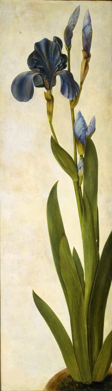 İris Troiana, yaklaşık 1505-1508. by Albrecht Dürer