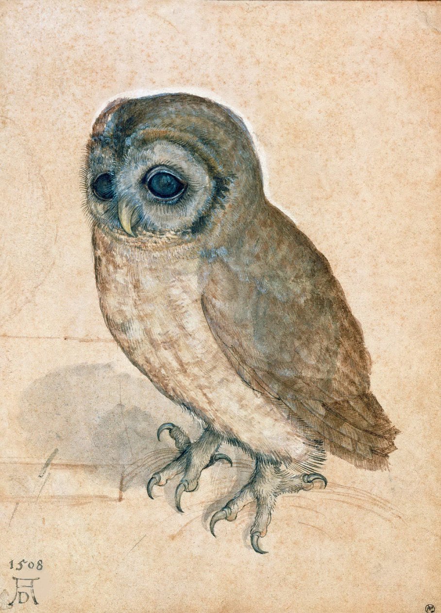 Küçük Baykuş, 1508. by Albrecht Dürer