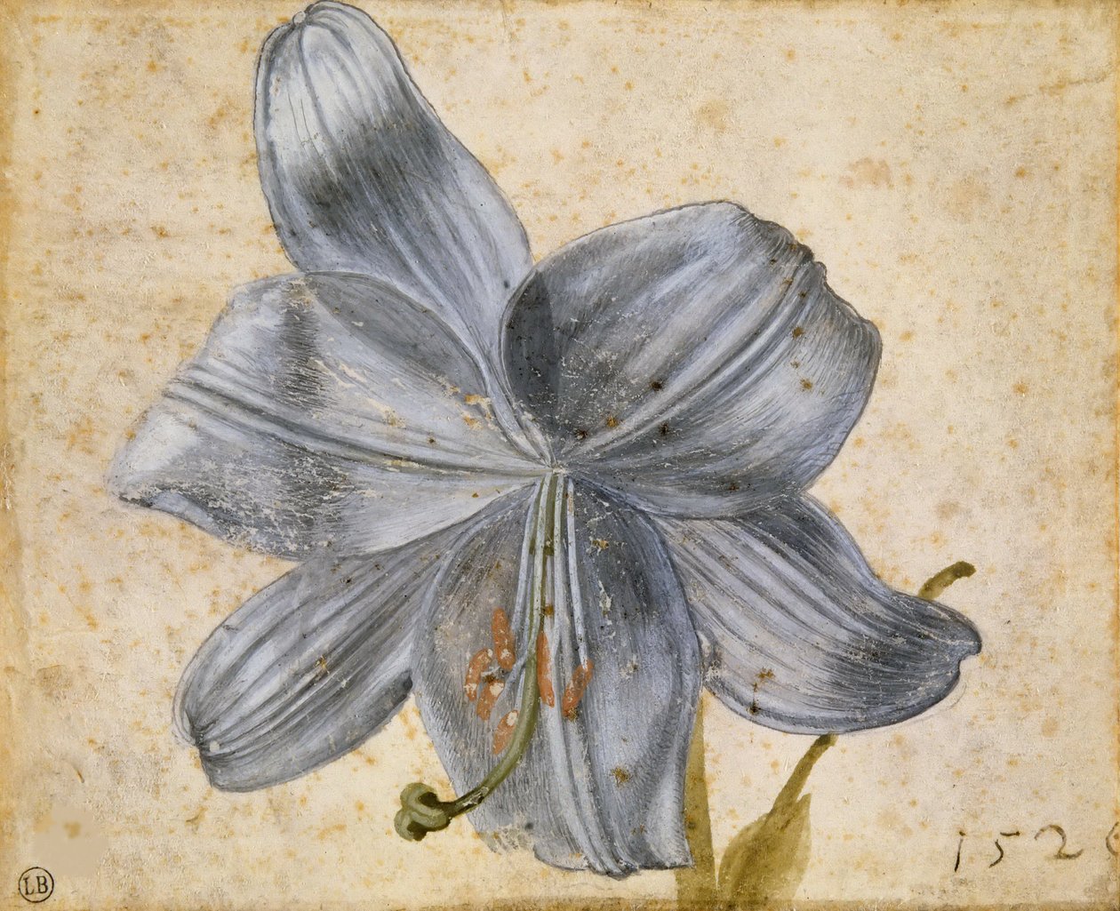 Zambak çalışması, 1526. by Albrecht Dürer