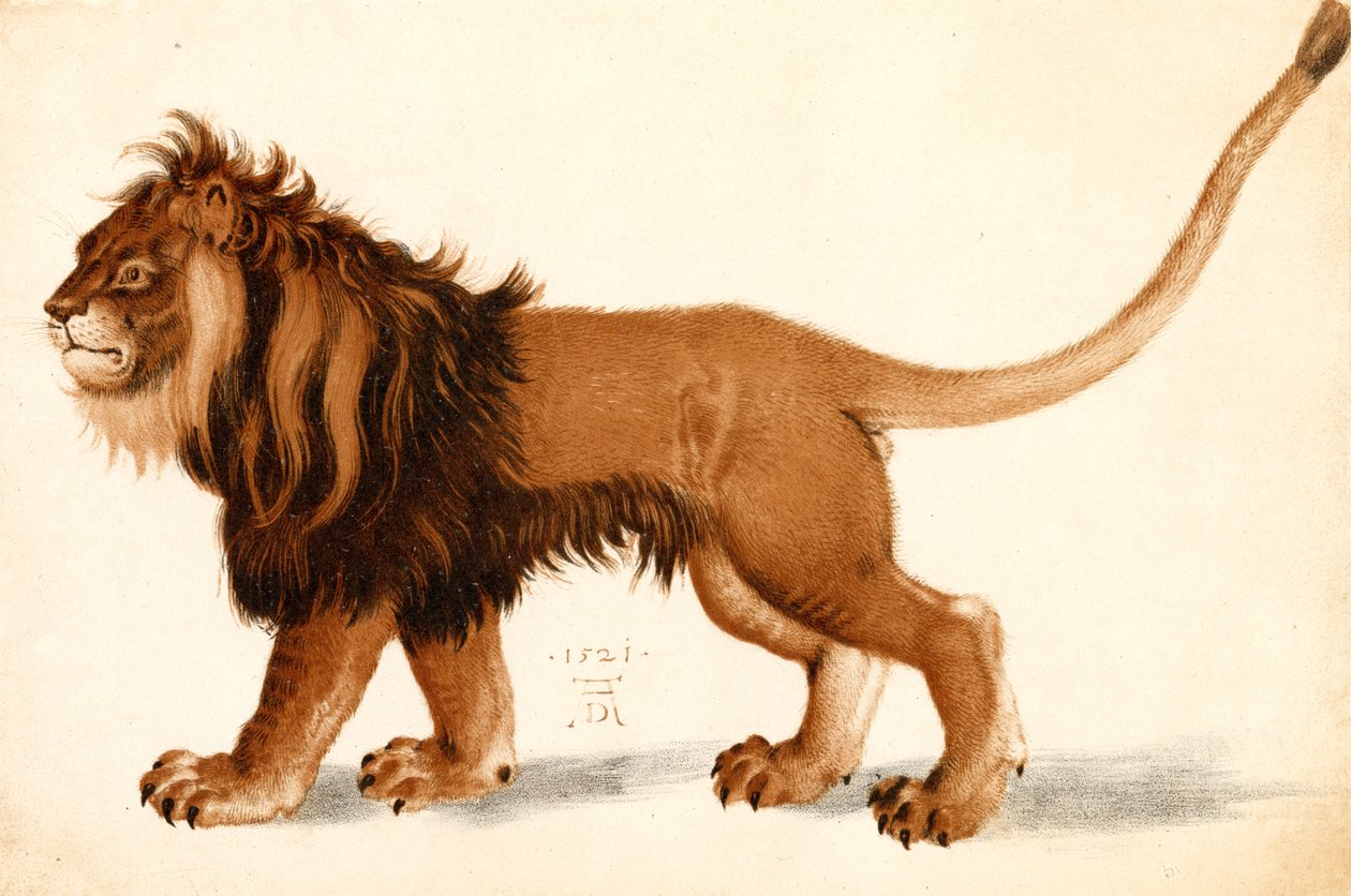 Aslan çalışması by Albrecht Dürer