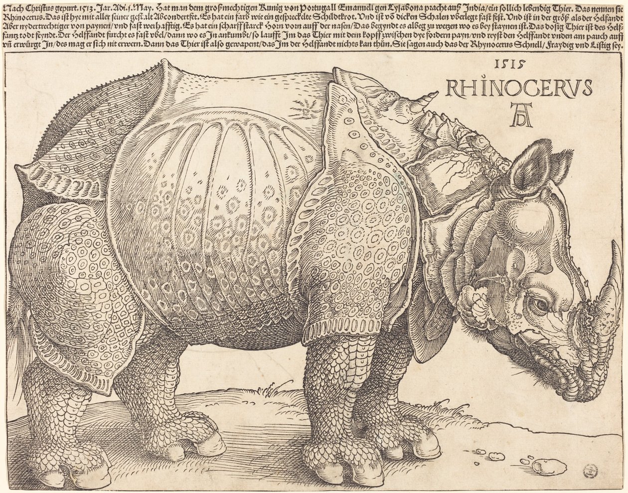 gergedan by Albrecht Dürer