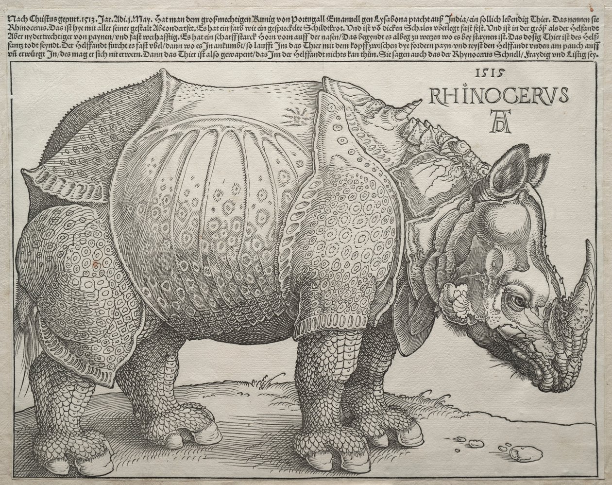 Gergedan, 1515. by Albrecht Dürer