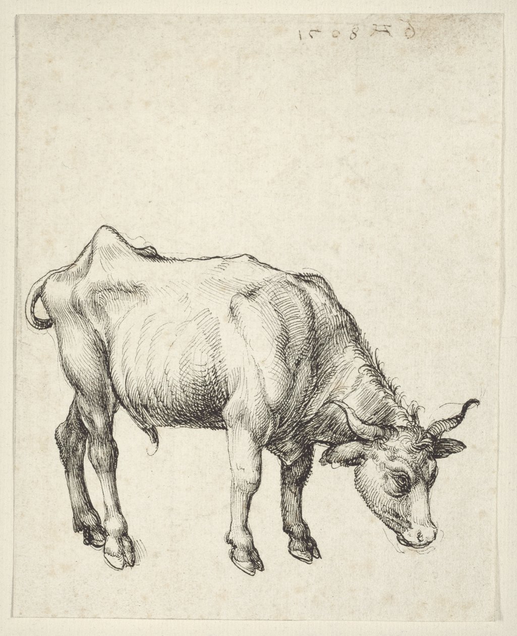 genç boğa by Albrecht Dürer