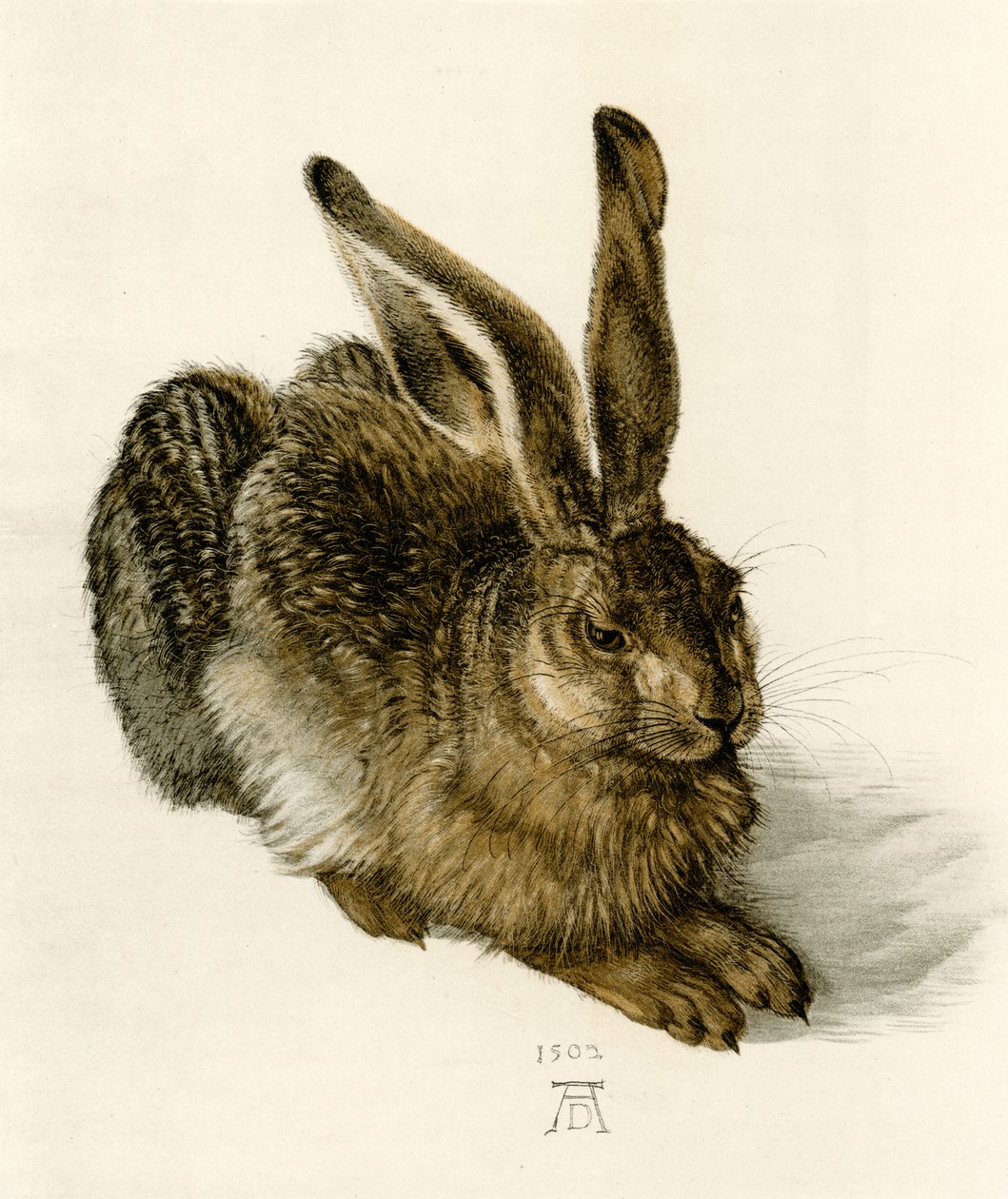 genç tavşan by Albrecht Dürer
