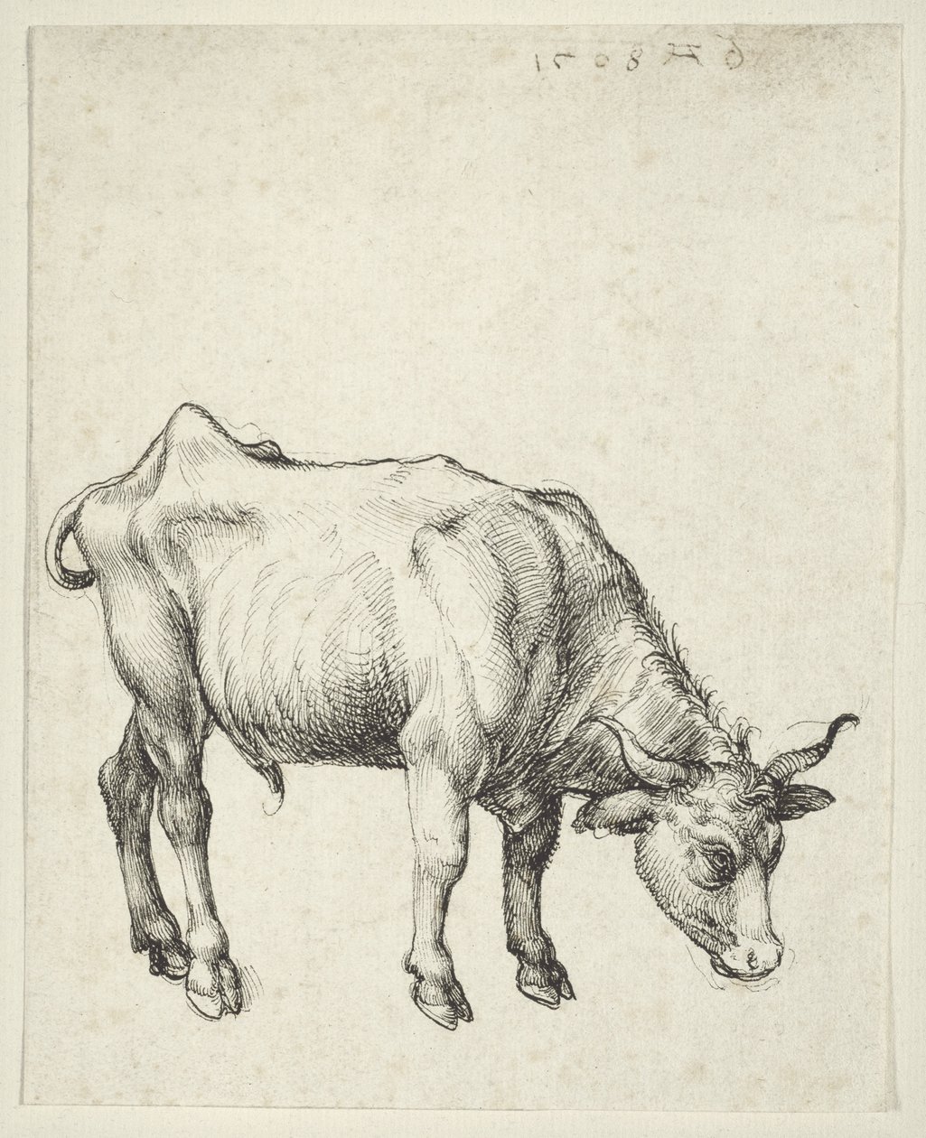 Genç Boğa, c.1493 by Albrecht Dürer
