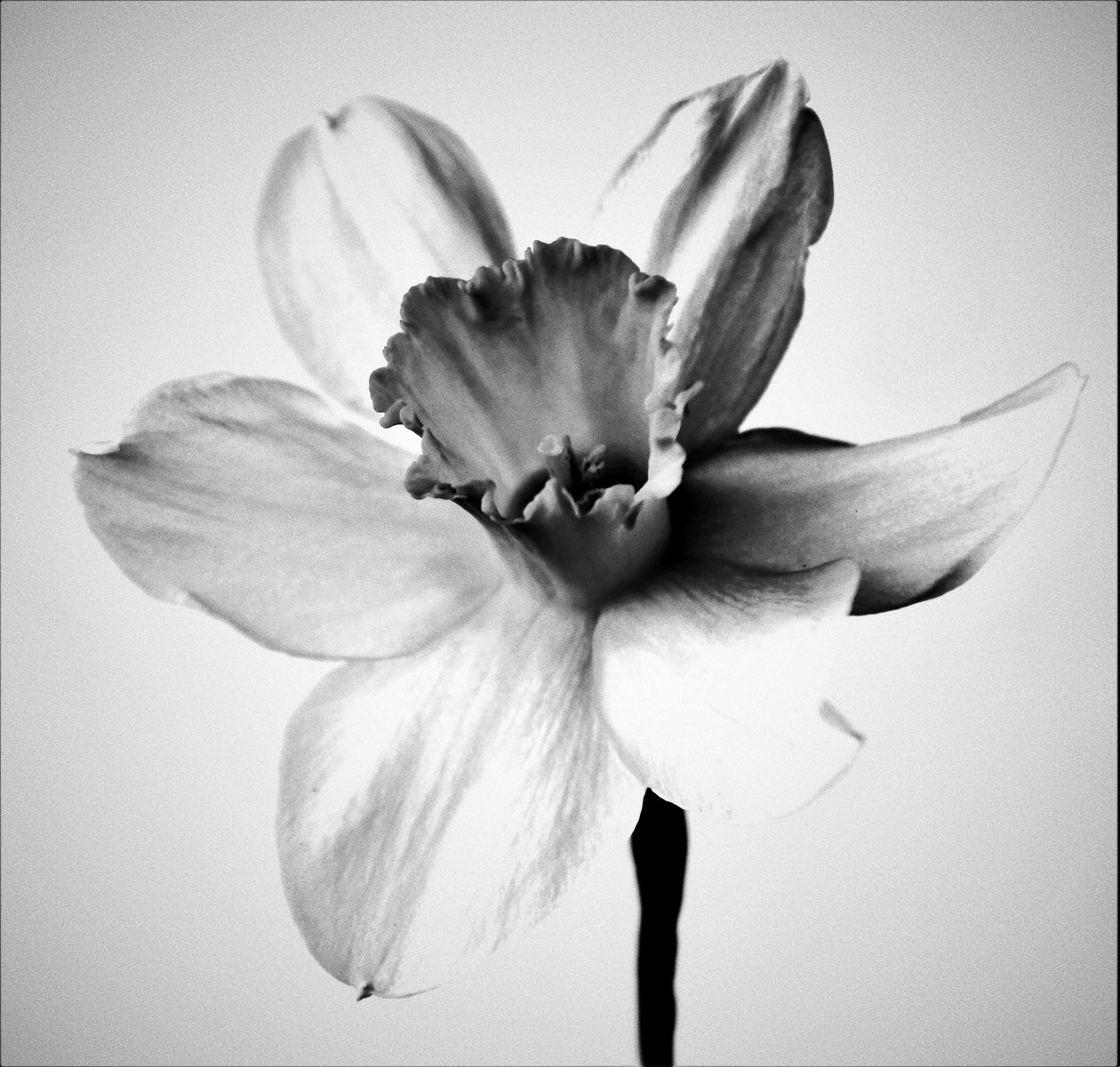 Bitki, 2019 (fotoğraf) by Alex Caminker