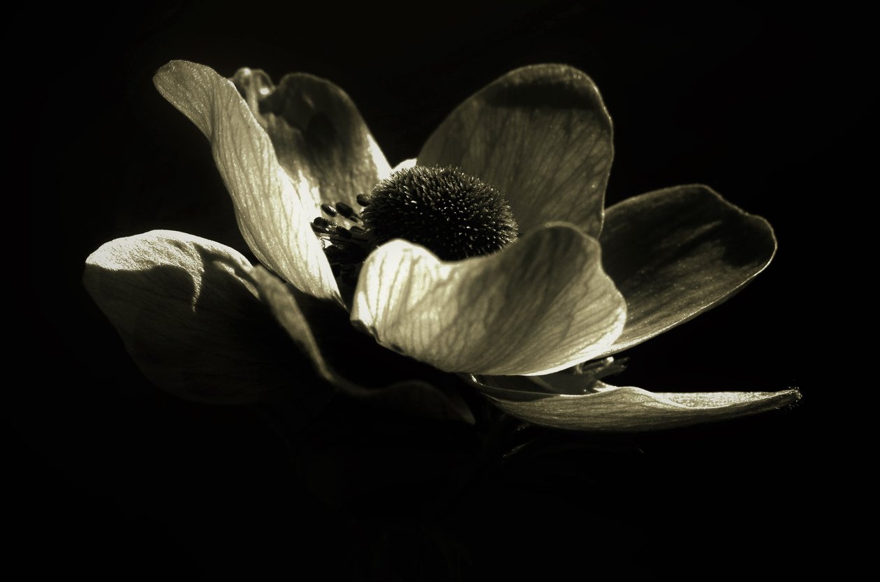İsimsiz,2019,(fotoğraf) by Alex Caminker
