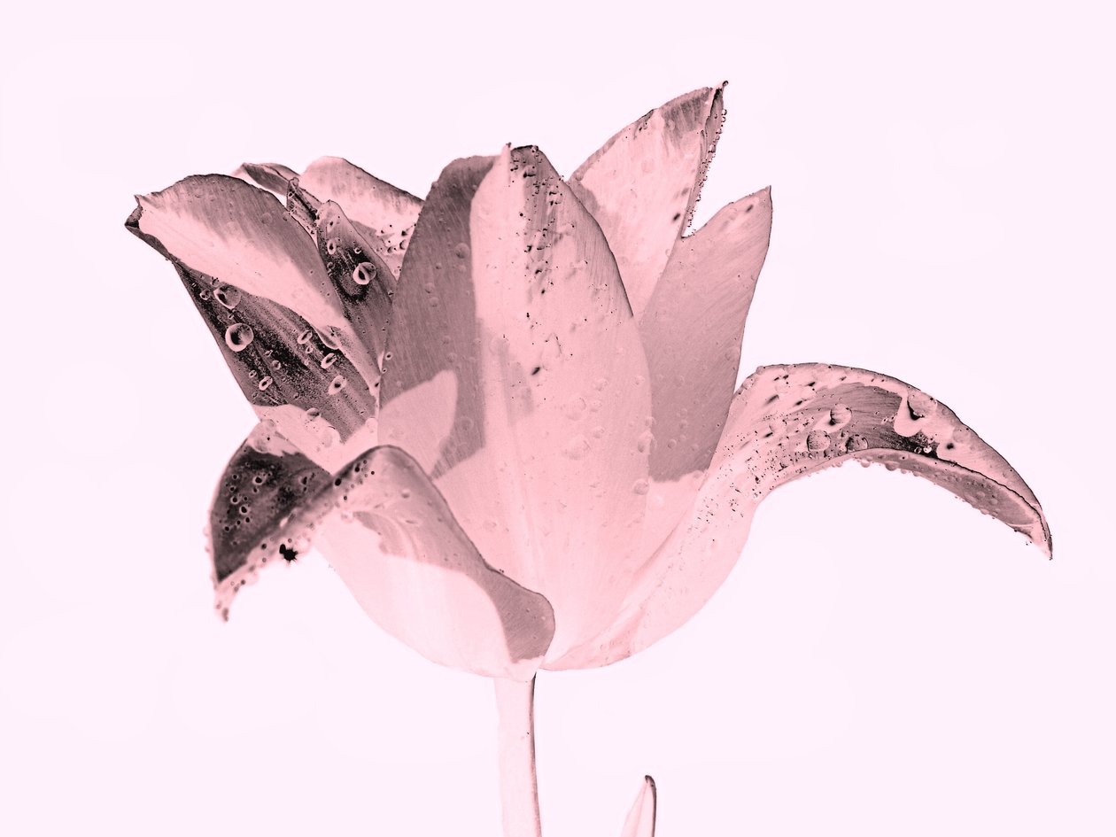 kristal pembe çiçek,2019,(fotoğraf) by Alex Caminker