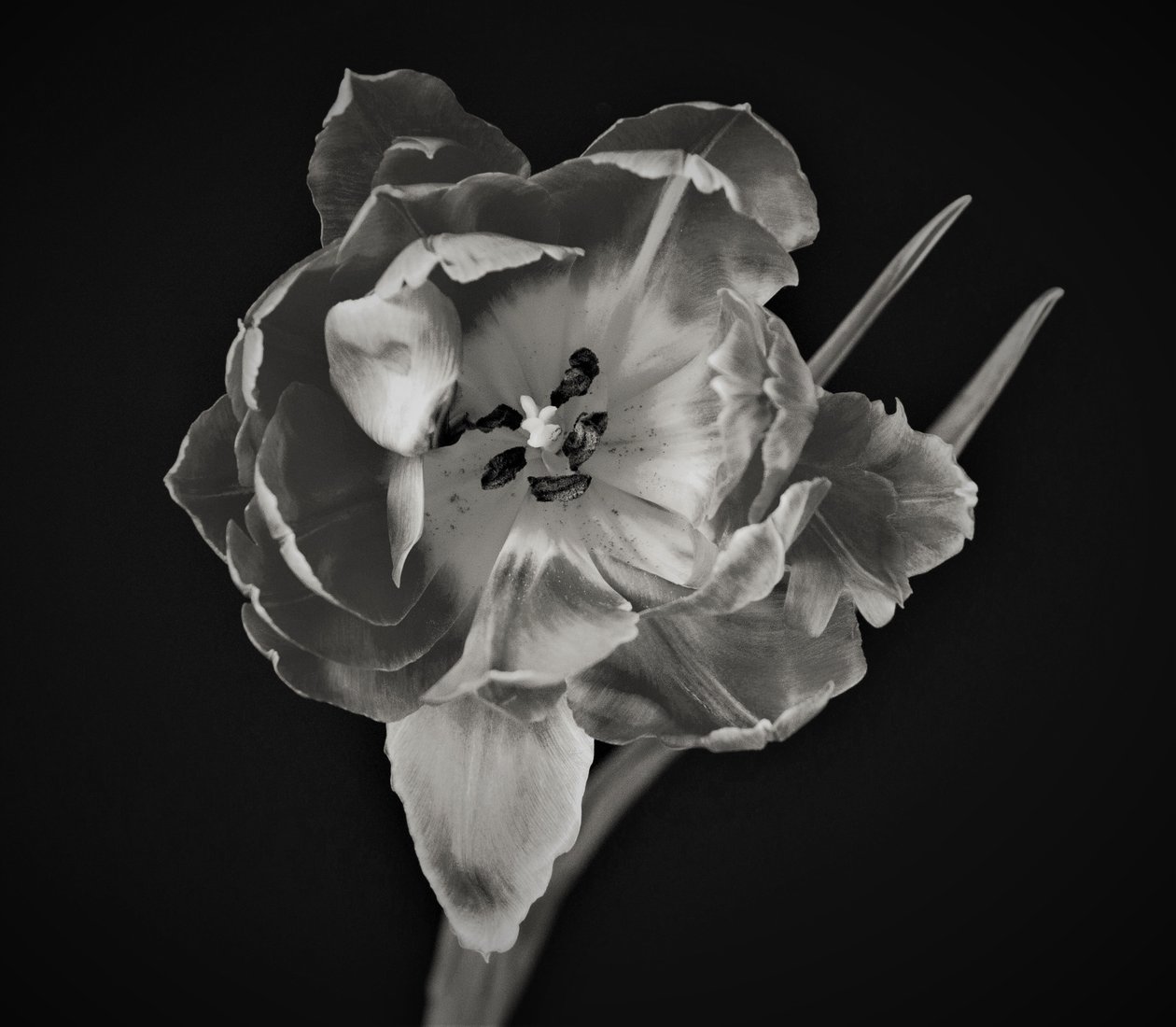çiçeğin geometrisi,2019,(fotoğraf) by Alex Caminker