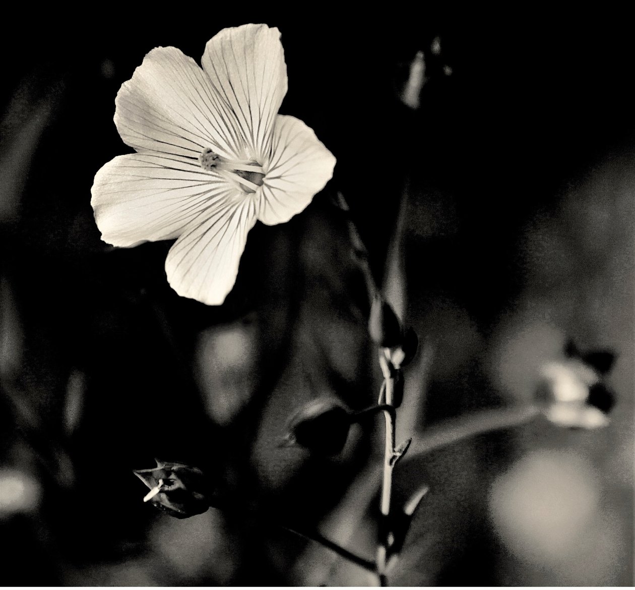yaşayan yıldız,2019,(fotoğraf) by Alex Caminker