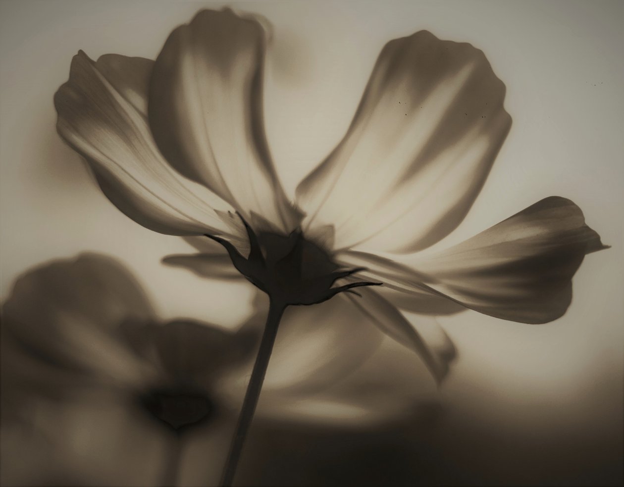 doğal röntgen,2019,(fotoğraf) by Alex Caminker