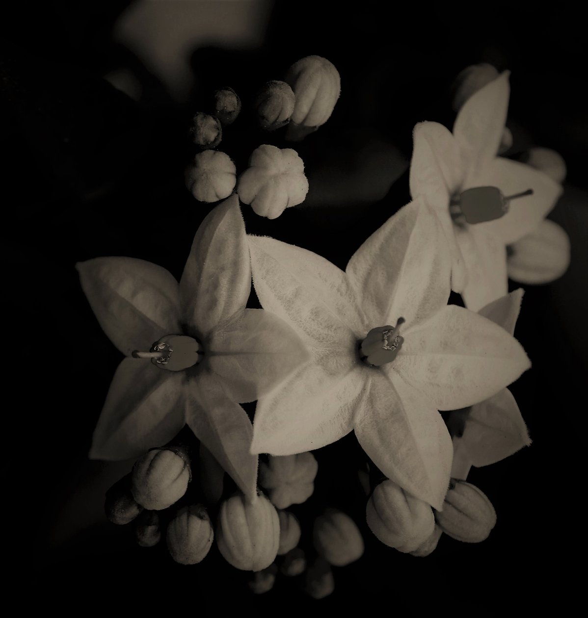 organik binalar,2019,(fotoğraf) by Alex Caminker