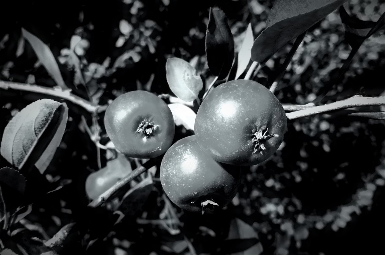 tutma,2019,(fotoğraf) by Alex Caminker