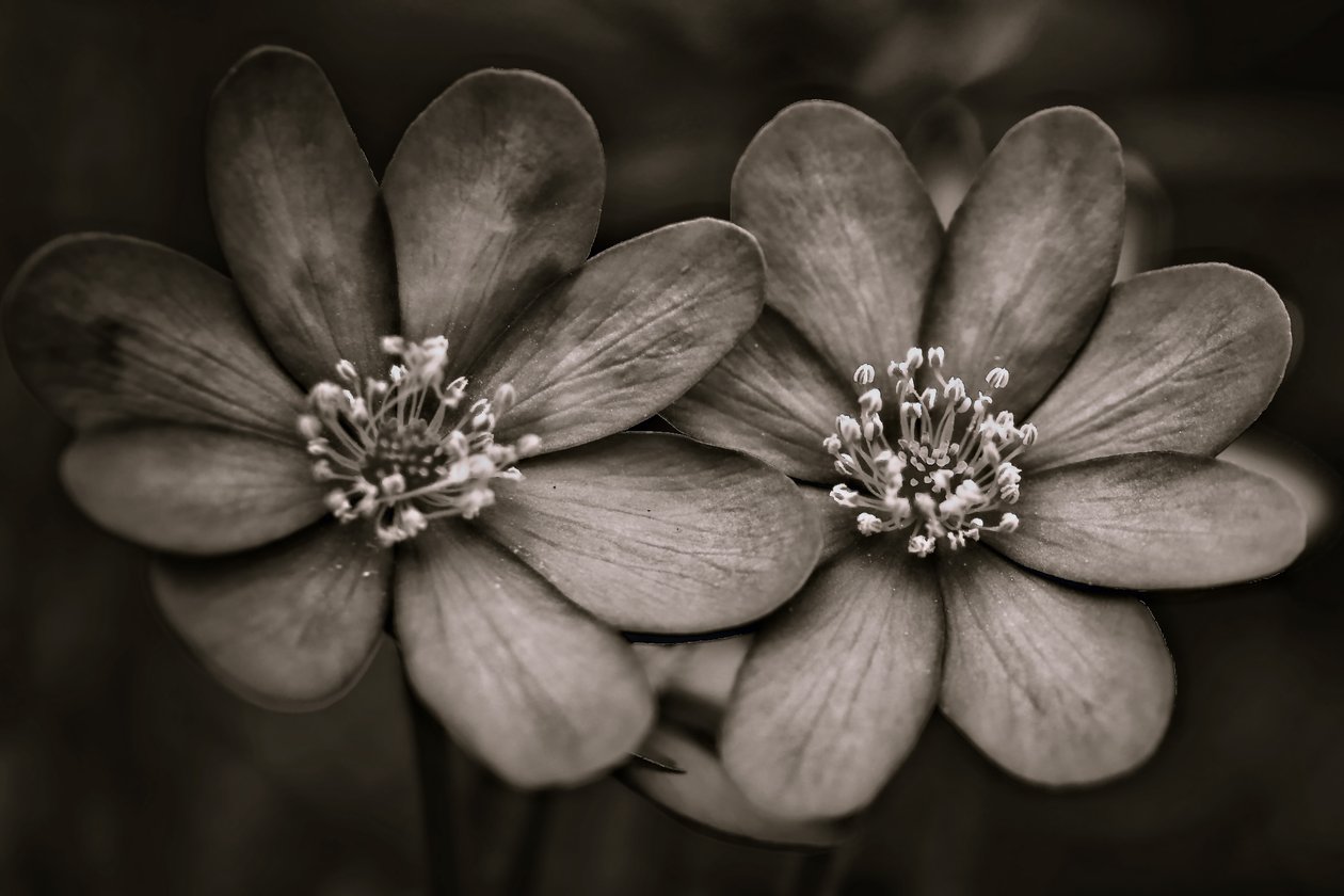 ikizler,2019,(fotoğraf) by Alex Caminker