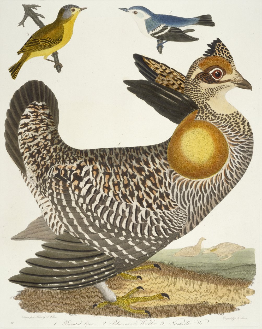 Kuşlar 27. 1. Pinnated Grous. 2. Mavi-yeşil Ötleğen. 3. Nashville W., 1808-1814 by Alexander Wilson