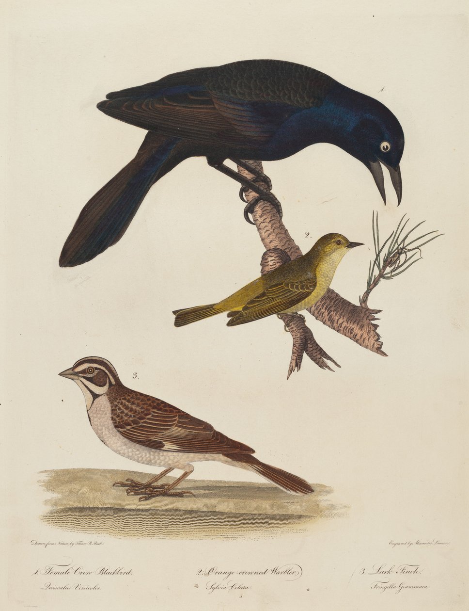 Dişi Karga Karatavuk, Turuncu Taçlı Ötleğen, Lark Finch. by Alexander Lawson