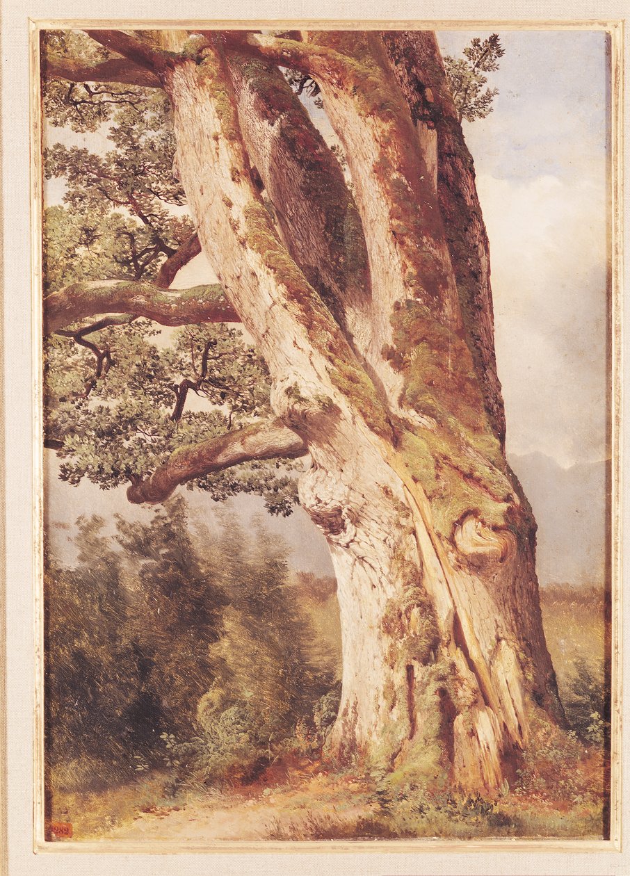 Meşe by Alexandre Calame