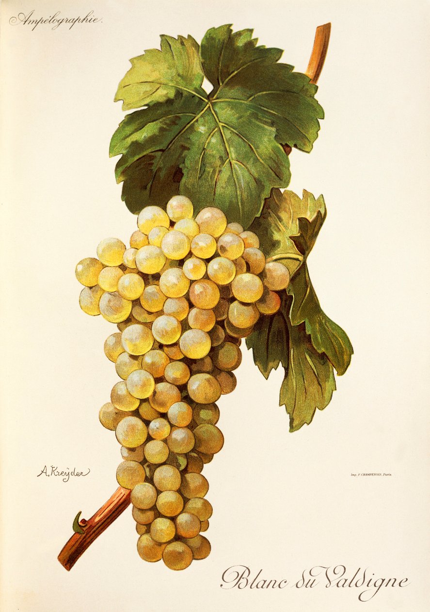Blanc du Valdigne üzümü, A. Kreyder by Alexis Kreyder