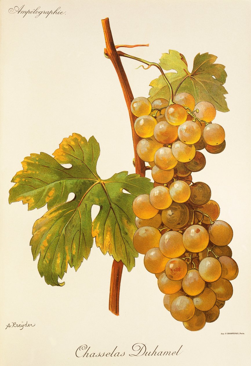 A. Kreyder tarafından Chasselas Duhamel üzümü by Alexis Kreyder